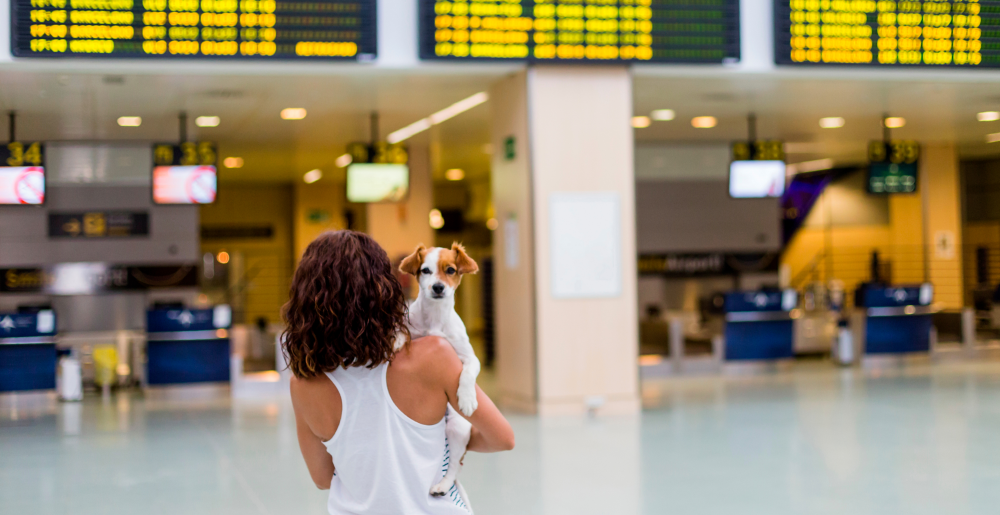 Viaggiare in aereo con il cane: tutto quello che devi sapere