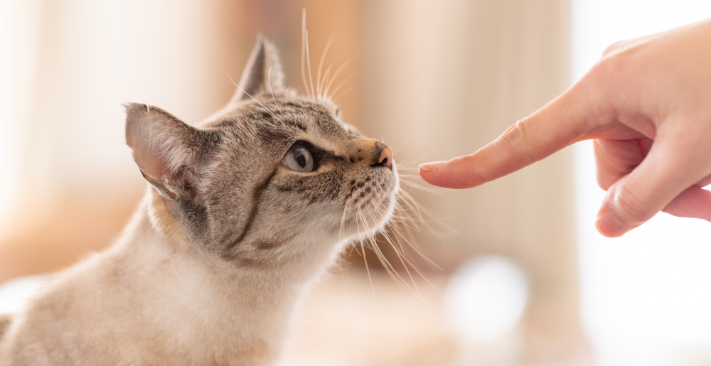 Come educare un gatto: le cose da sapere