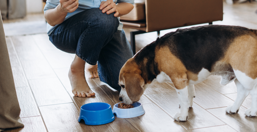 Guida all’alimentazione del cane anziano: le cose da sapere