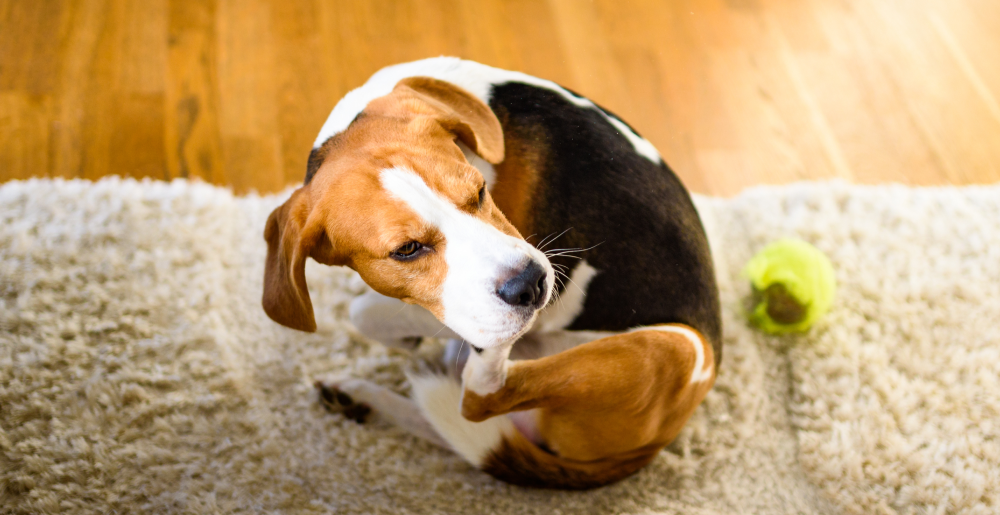 Perché il cane si gratta? Cause, sintomi e rimedi della dermatite