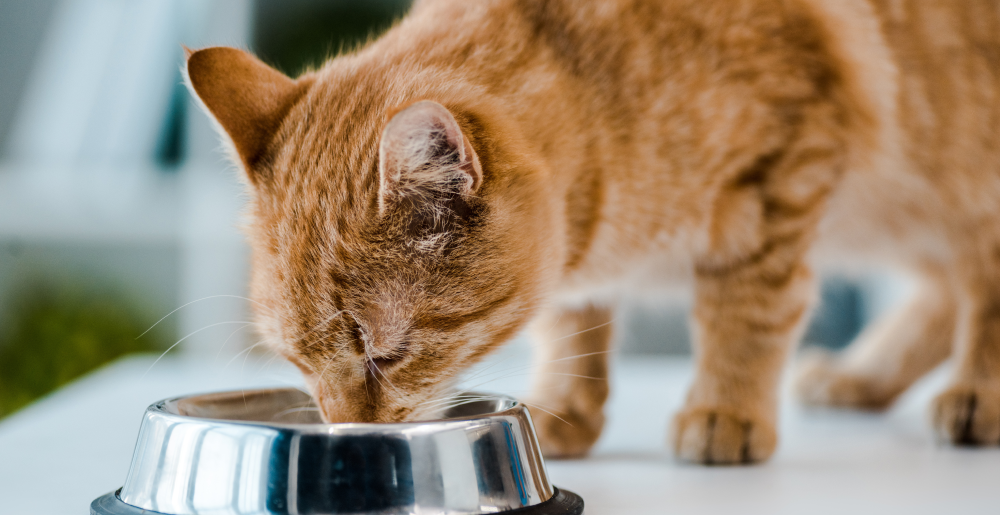 Cibo gatti sterilizzati: guida completa per gestire l’alimentazione