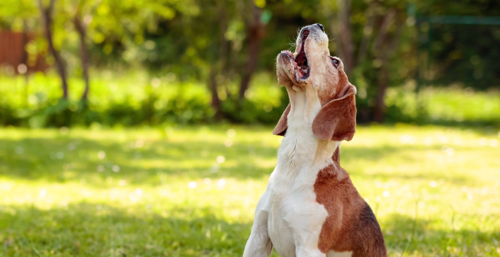 Perché il cane ulula? Origine, cause e significati