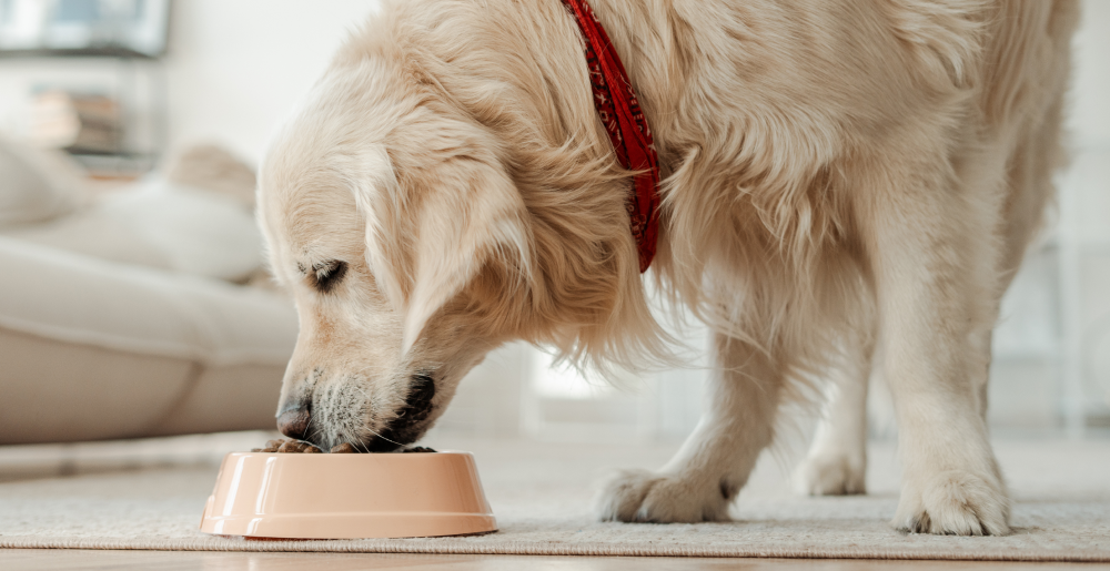 Alimentazione mista del cane: dosi e consigli utili