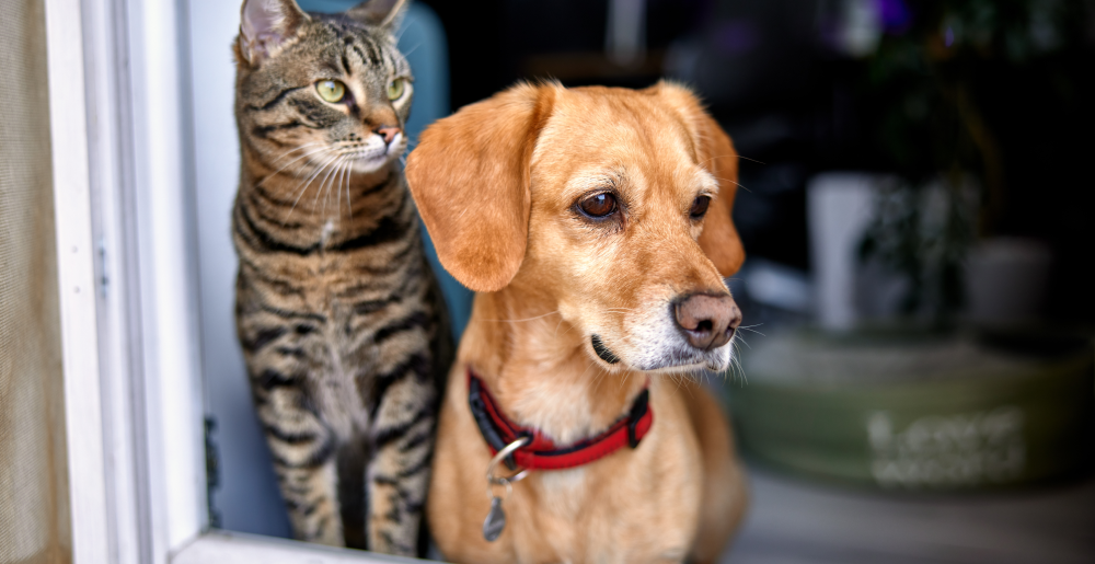 Cane e gatto insieme: guida alla convivenza