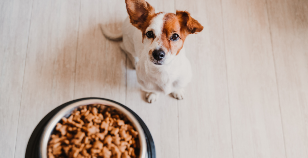 Quando e quante volte al giorno deve mangiare il cane? La guida Oasy