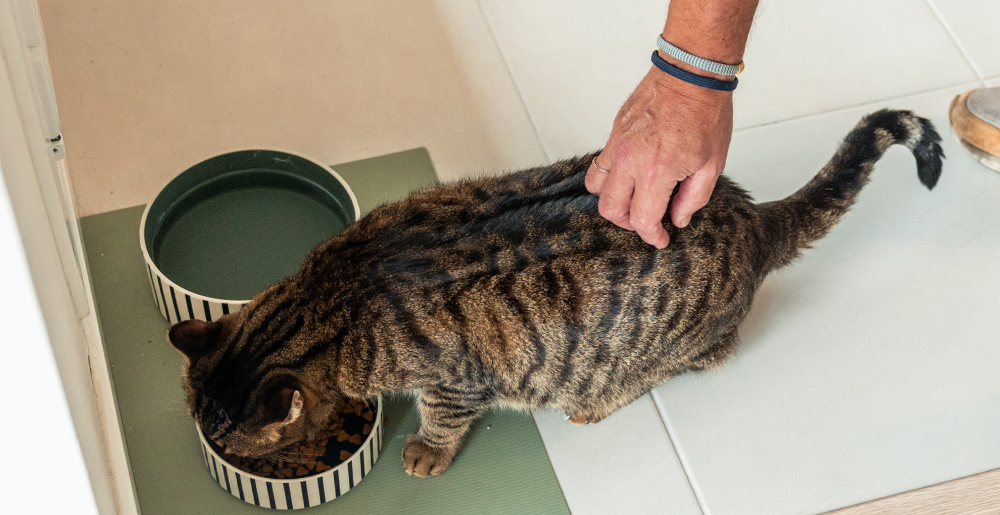 Alimentazione del gatto anziano: guida completa per il suo benessere