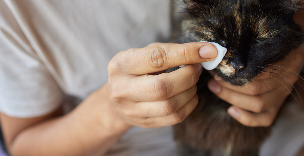 Come pulire gli occhi al gatto: guida pratica e consigli
