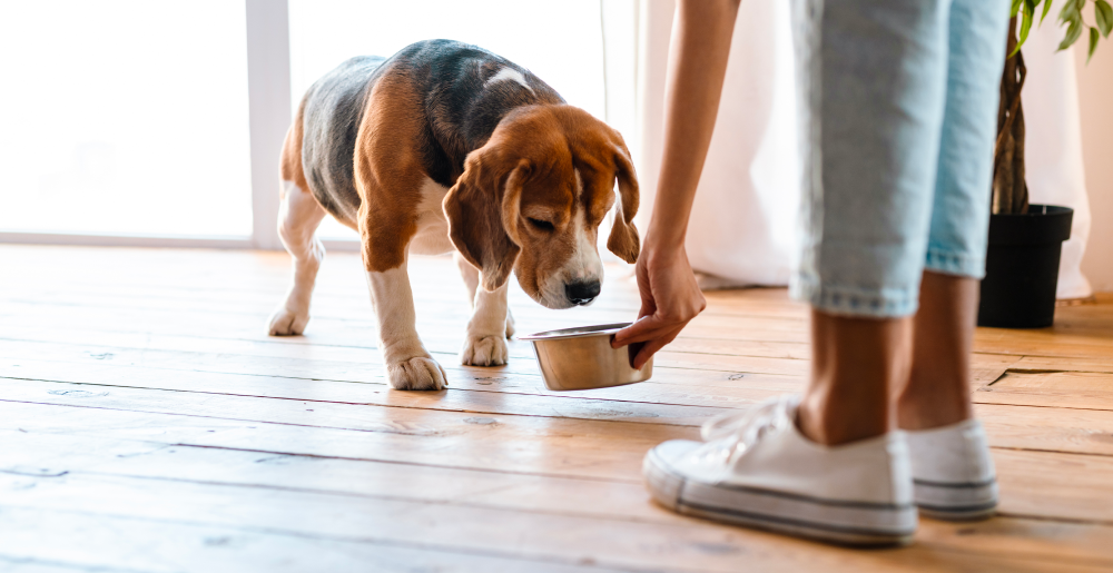 Cibo monoproteico per il cane: guida alla scelta per il benessere del tuo pet