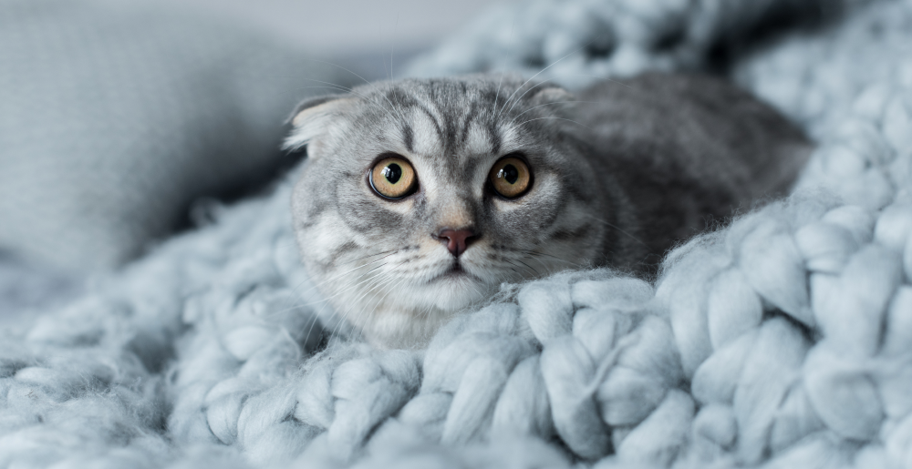 Come calmare un gatto spaventato: guida pratica e consigli