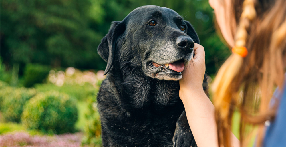 Crocchette per cani senior e articolazioni: guida alla scelta e benessere
