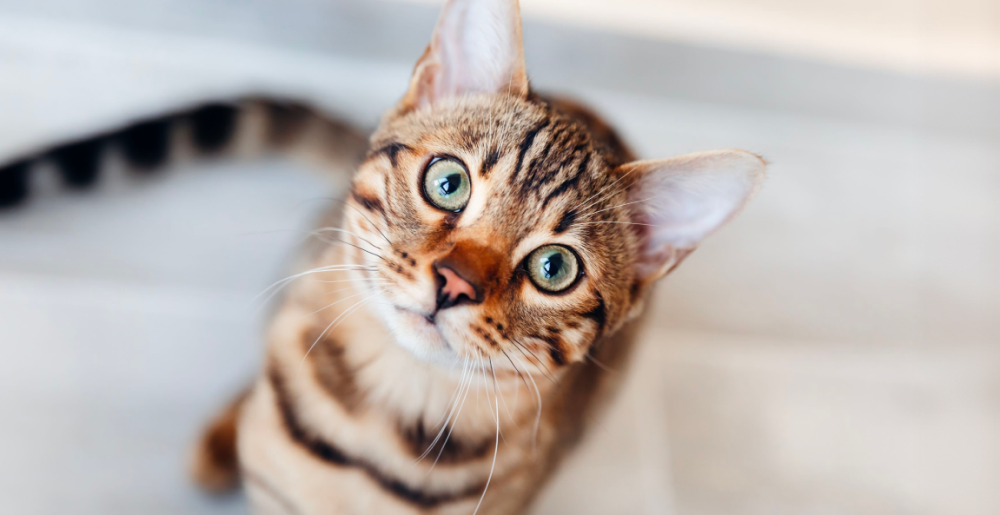 Posizione orecchie gatto: guida al linguaggio felino