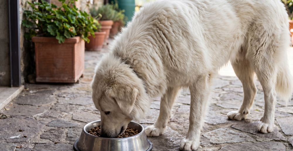 Curiosità sull'alimentazione del cane: cosa non può mangiare