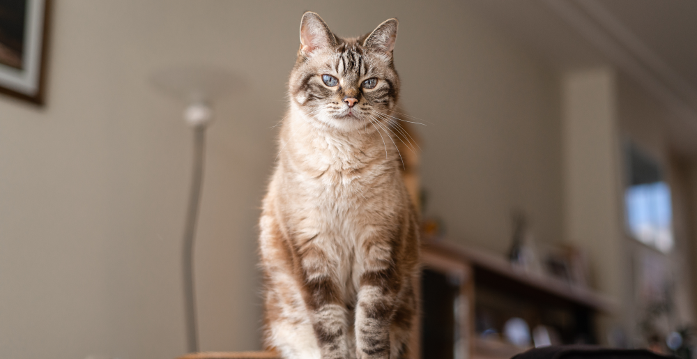 Il gatto non usa più la lettiera: perché succede e cosa fare