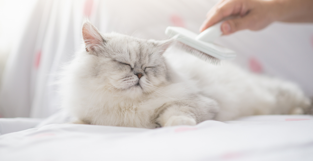 Come curare il pelo del gatto: spazzolatura, nodi e segnali da non ignorare