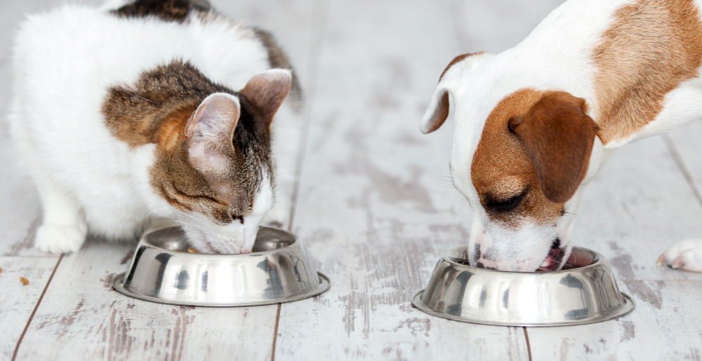 Alimentazione grain free: cosa significa e quando sceglierla per il cane o gatto