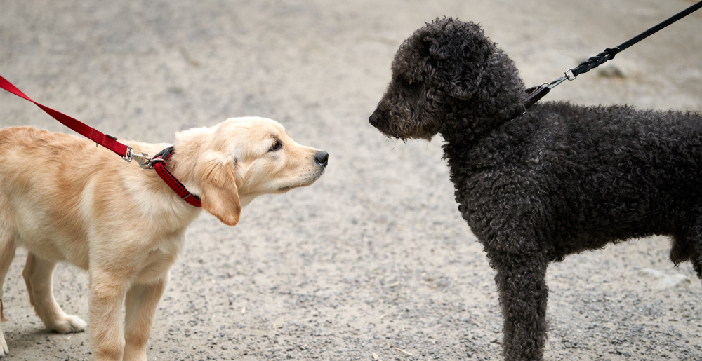 Come far socializzare due cani: dal primo incontro alla convivenza