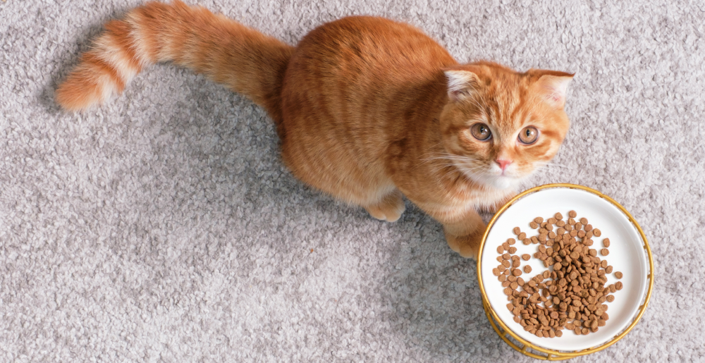 Quante crocchette dare al gatto? Guida al calcolo delle dosi