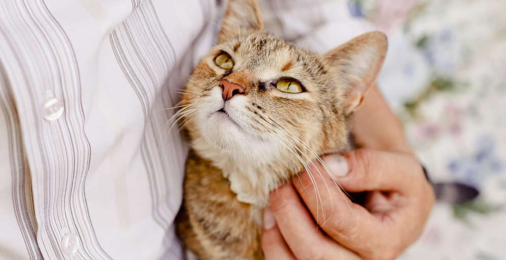Come ci vedono i gatti? Curiosità e cosa dice la scienza