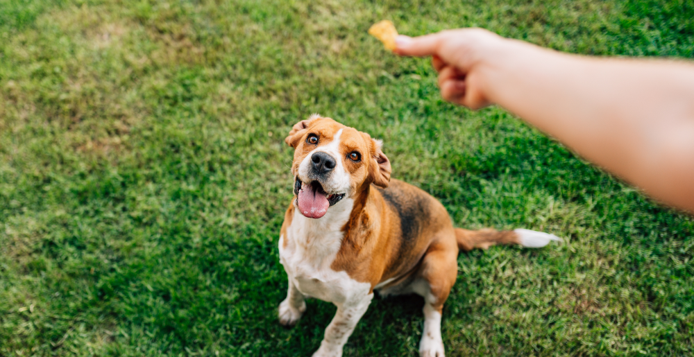 Quanti snack dare al cane: come gestire i premi senza sbilanciare la dieta
